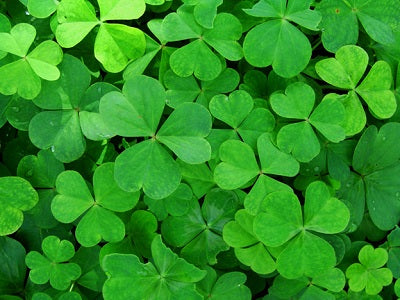 CLOVER